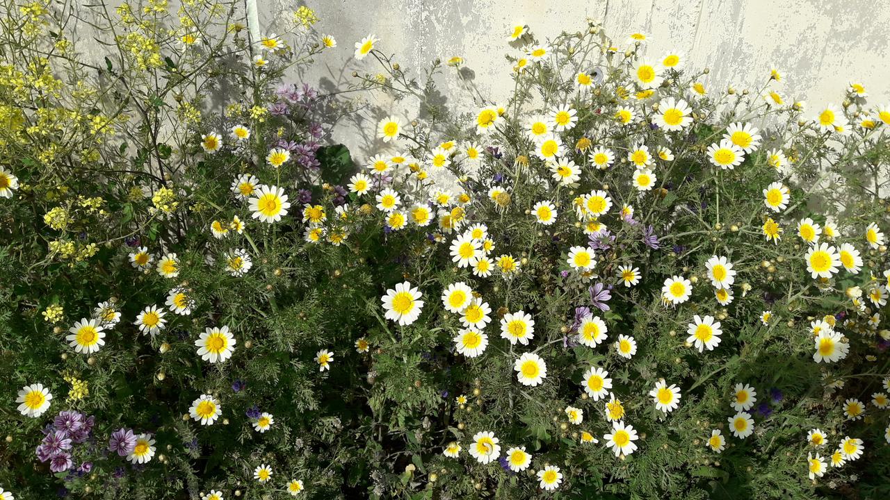 Wild roadside flowers