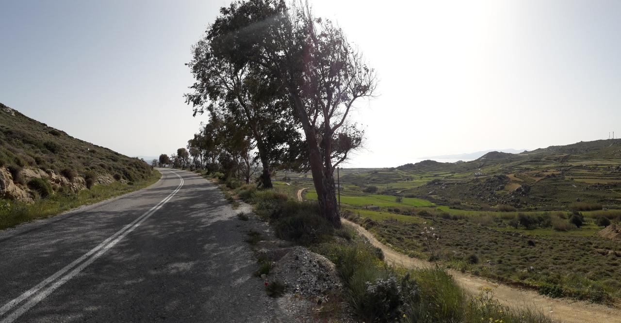 The road to Mikri Vigla, trees on the side of the road